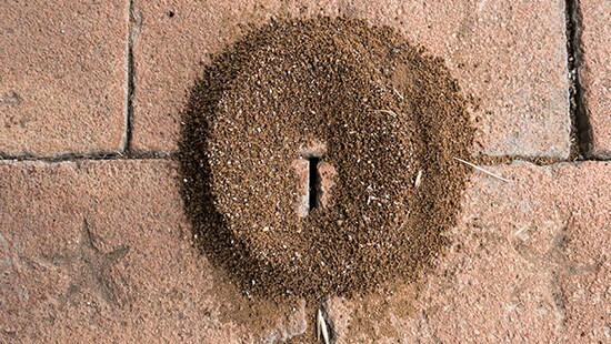 Ants nest on sale