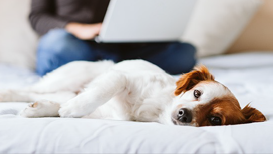 Dog on a hotel room bed with a human in the background working on a laptop