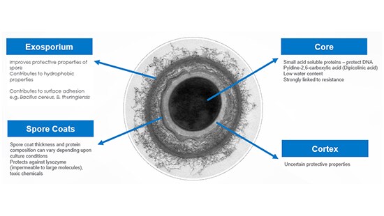 Myths and Pitfalls of Bacterial and Fungal Spores | Ecolab