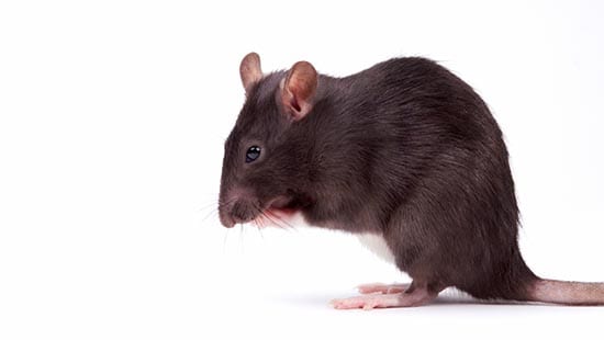 Common Types of Rodents | Ecolab